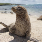 León marino de las Galápagos.