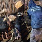 Las autoridades encontraron a cerca de 100 chivas en condiciones de hacinamiento y maltrato