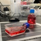 -Vista de los parches de cardiomiocitos iPS en el laboratorio de la Universidad de Osaka