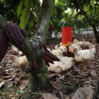Campo. En el día los pollos pasan libres en el campo, deleitándose bajo la sombra de plantas de cacao.