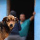 Bienestar Animal recorrerá 12 barrios para realizar un censo bajo la modalidad casa a casa