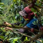 El país debe certificar toda su cadena productiva.