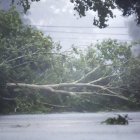 Un árbol caído derribado por el viento y la lluvia del huracán Beryl en Houston, Texas