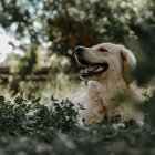 Estas son las señales que debes de tomar en cuenta para conocer si tu mejor amigo de cuatro patas tiene cáncer