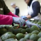 Imagen referencia de aguacates.