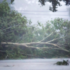 Un árbol caído derribado por el viento y la lluvia del huracán Beryl en Houston, Texas.