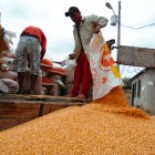 Trabajo. La cosecha del maíz en Ecuador.