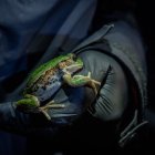 La rana marsupial era muy habitual en Quito, en la actualidad está considerada como una especie Casi Amenazada.