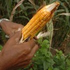 Cosecha.- Un agricultor trabaja en la recolección del maíz sembrado.