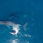 Las ballenas jorobadas que migran anualmente. En la imagen, una ballena adultas y su cría en la costa este de Australia.