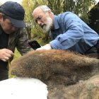 Los científicos Valerii Plotnikov (i) y Dan Fisher examinan la piel de una hembra de mamut fallecida hace 52.000 años y hallada en unas excavaciones en Rusia.