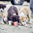 El objetivo del evento es ayudar a perros que se encuentran abandonados en las calles.