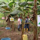 Controles. Desde julio, una veintena de técnicos de Agrocalidad inspeccionan bananeras de Los Ríos, la provincia con mayor incidencia.