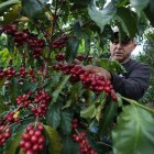 Fruto. El café que está listo para la cosecha en la finca Vilcaroma Coffee.