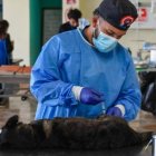 Se realizó una jornada masiva de esterilización a perros y gatos.