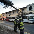 El árbol cayó sobre la mitad de la unidad 17 del trolebús, cuando circulaba en sentido sur- norte.