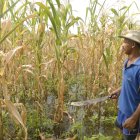 El país produce aproximadamente 1,35 millones de toneladas de las 1.65 millones de toneladas que se requieren para cubrir la demanda local, según Aprobal