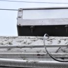 Estos insectos no son tóxicos ni provocan daños.