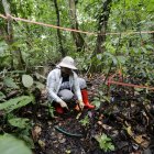La investigadora panameña, Alicia Sanjur, trabaja en un experimento de calentamiento del suelo.