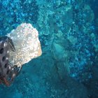 La minería en aguas profundas o submarina es una industria extractiva comercial emergente. El fin es arrasar los fondos marinos para obtener minerales y metales.