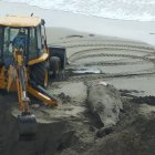 Esta es la primera ballena que aparece muerta en la costa de provincia de Santa Elena en lo que va de la temporada