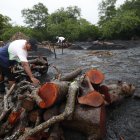 Un hombre trabaja con troncos de mangle cortados para la fabricación artesanal de carbón