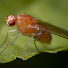 Estas son algunas maneras de desaparecer estos insectos de tu casa