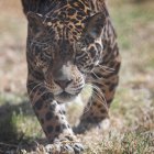 Jaguares, un símbolo de la conservación llevada a cabo en la Amazonía de Ecuador