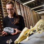 La autora principal del estudio, Elsa Panciroli, de los Museos Nacionales de Escocia, examina dos fósiles de krusatodon kirtlingtonesis.