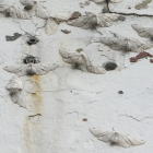 Las polillas colocan sus huevos en las paredes.