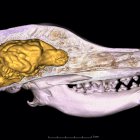 El cráneo de un perro y el modelo tridimensional del cerebro en él basado en la tomografía computarizada de alta resolución.
