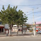 Playas trabaja en un proyecto de plantar más árboles