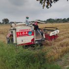 Este jueves 15 de agosto de 2024, en diferentes recintos de la provincia, agricultores cosechaban el arroz de esta época.