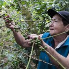 La integrante de la Asociación de Mujeres Caficultoras de Viotá y Tequendama recolecta granos de café