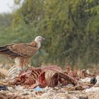 La población de buitres de lomo blanco, de pico fino y de cabeza roja, esenciales para mantener la salud de los ecosistemas en India.