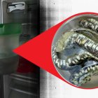 Una serpiente dentro de un recipiente con alcohol fue hallada durante la inspección a la procesadora de lácteos en Quimiag.