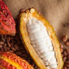 Cacao. La industria del cacao se reunirá en una cumbre para fortalecer conocimientos.