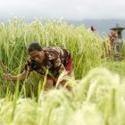 Una mujer balinesa trabaja en un campo de arroz con cáscara en Jatiluwih, Bali, Indonesia, 22 de mayo de 2012.