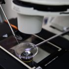 El proceso de fertilización "in vitro" con un microscopio.