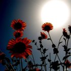 Imagen de archivo de unos girasoles bajo el sol en Hyderabad, Pakistán.