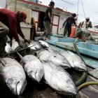 Trabajo. Un grupo de pescadores alistan los atunes capturados para llevarlos a la venta.