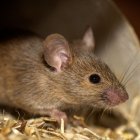 En el lugar encontraron "un cementerio de roedores"