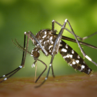 El mosquito es un transmisor de enfermedades como el dengue.