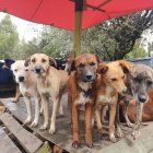 Evento. Busca brindar más facilidades de alimentación a los rescatados.