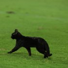 Minuto 74 entró el gato negro para cambiar la historia en Emelec.