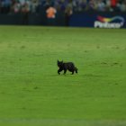 El felino ingresó a la cancha del estadio Capwell entre el minuto 74 y 75 del partido que al final remontó Emelec.