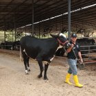 Trato. En esta hacienda está prohibido gritarle al ganado. Se trata a los animales con sutileza. Hasta ventiladores tienen en su corral.