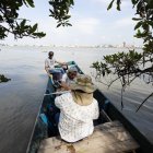 Los avances en manglares del país son significativos.