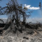 Fotografía donde se observa una zona afectada por un incendio en la población de Itulcachi, este viernes, a la afueras de Quito (Ecuador).