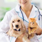 Campaña de vacunación contra la rabia en perros y gatos se implementará en todo el país.